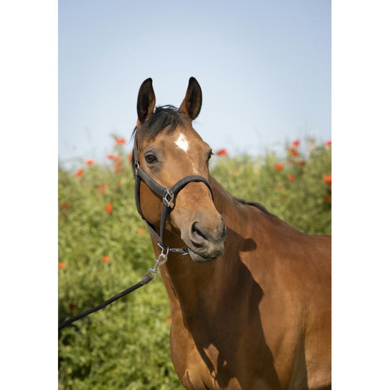 Cabezada De Cuadra + Ramal Equithème "glitter"