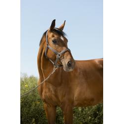 Cabezada De Cuadra + Ramal Equithème "glitter"