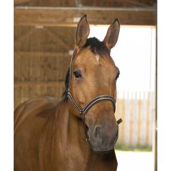 Cabezada De Cuadra Norton "reflective"