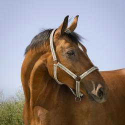 Cabezada De Cuadra Norton "bouclerie Noire"