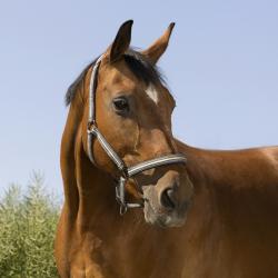 Cabezada De Cuadra Norton "bouclerie Noire"