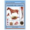 Libro: Guia. Anatomia Del Caballo