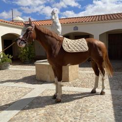 Juego De Mantilla + Orejeras + Vendas