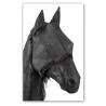 Mosquero De Redecilla Para Paddock