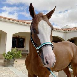 Cabezada Marjoman De Nylon Doble Con Refuerzos De Cuero