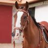 Conjunto De Cortesía Marjoman De Una Rienda