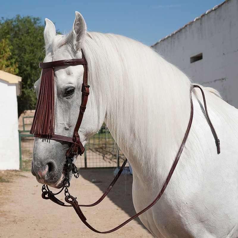 Cabezada Marjoman Española Alomada Piña Cuero Con Riendas