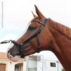 Cabezada Marjoman De Doma Con Serretón De 3 Pilares Y Anilla Lateral