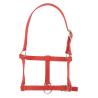 Cabezada De Cuadra Para Potro Riding World