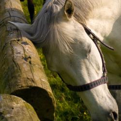 Repelente Animaderm "Derfly"