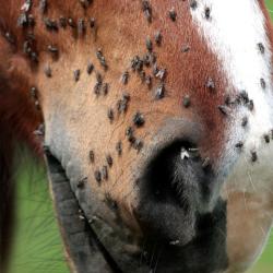 Repelente Animaderm "Derfly"