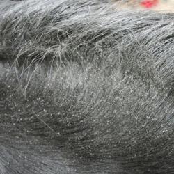 Repelente Animaderm "Derfly"