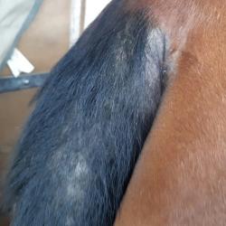 Repelente Animaderm "Derfly"