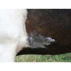 Animaderm "Natjely" Bálsamo