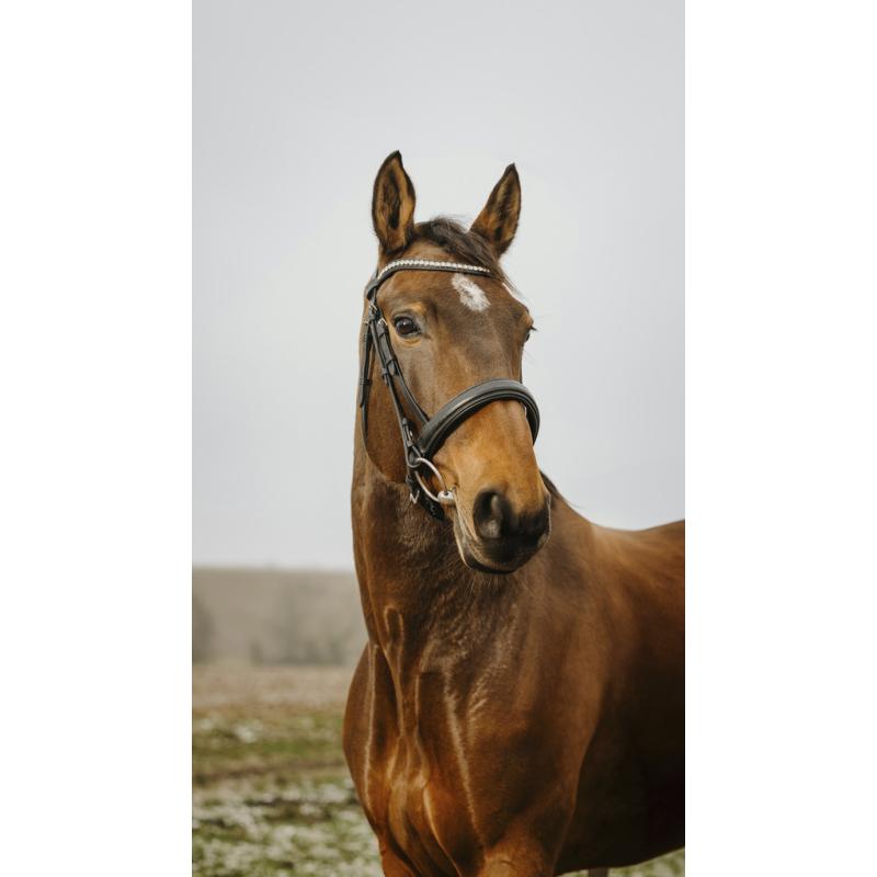 Cabezada De Montar Norton Club "Diva"