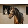Cabezada De Montar Eric Thomas "Crown"