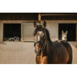 Cabezada De Montar Eric Thomas "Bat"