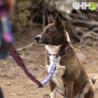 Correa Ajustable Ruffwear Para Perros Crag Ex