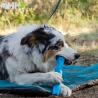 Palo Ruffwear Para Perros Gnawt-A-Stick