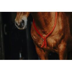 Collar Etológico Norton