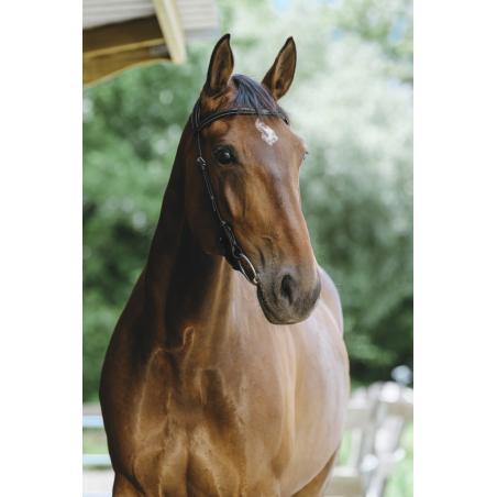 Cabezada De Montar Norton - Freedom