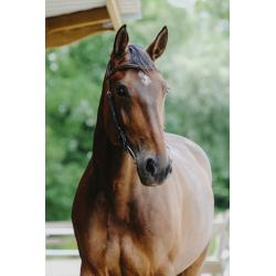 Cabezada De Montar Norton - Freedom