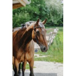 Cabezada De Montar Norton - Freedom