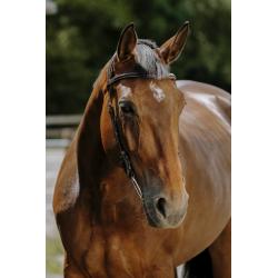 Cabezada De Montar Norton - Freedom