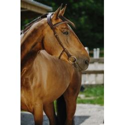 Cabezada De Montar Norton - Freedom