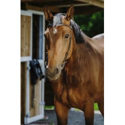 Cabezada De Montar Norton - Freedom