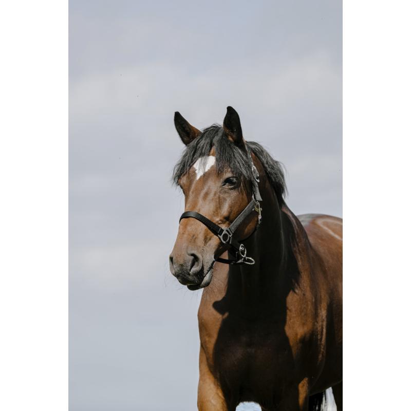 Cabezada De Nylon Riding World - Cushion