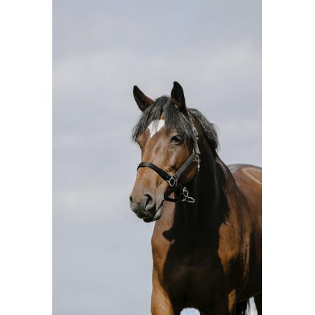 Cabezada De Nylon Riding World - Cushion