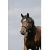 Cabezada De Nylon Riding World - Cushion