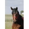 Cabezada De Nylon Riding World - Cushion
