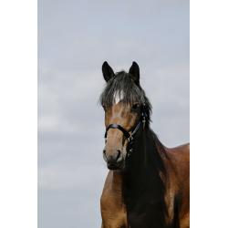 Cabezada De Nylon Riding World - Cushion