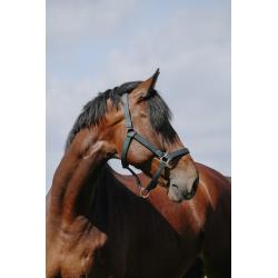 Cabezada De Nylon Riding World - Cushion