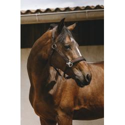 Cabezada De Nylon Equithème - Jacquard
