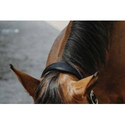 Cabezada De Nylon Equithème - Protector