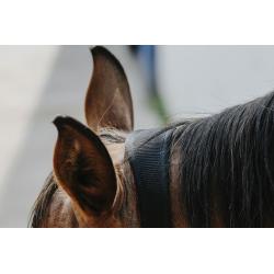 Cabezada De Nylon Equithème - Protector
