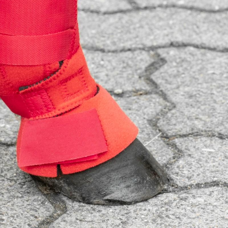 Campanas Para Shetland Usg