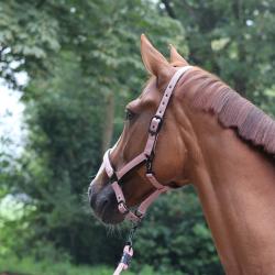 Cabezada Lami-Cell - Charming