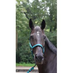 Cabezada Lami-Cell - Charming