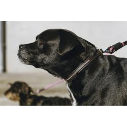 Collar Y Correa Para Perro Equithème - Max