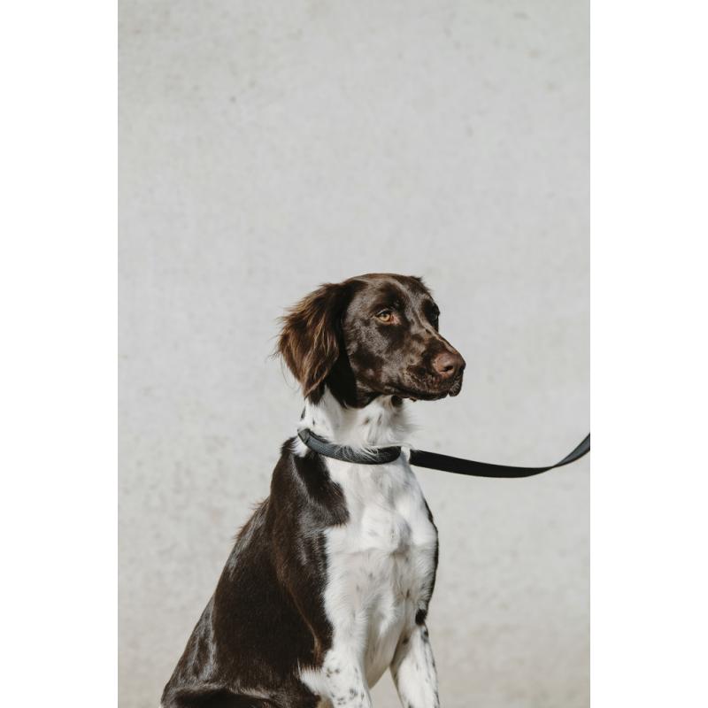 Collar Para Perro Equithème - Nala
