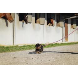 Correa Para Perro Con Asa Riding World - Lucky