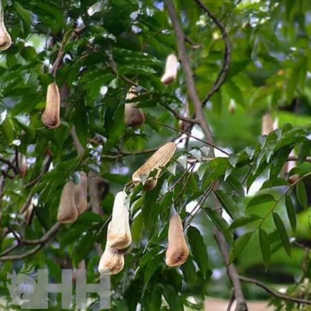 Champu Leovet Sos Cuidado De La Piel En Caso De Acaros, Parasitos Y Garrapatas