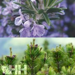 Relajante Leovet Relax Aromaspray