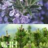 Relajante Leovet Relax Aromaspray