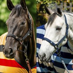 Cabezada Cuadra Horsewear Newmarket Con Ramal