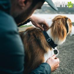 Collar Ruffwear Para Perros Ridgeline